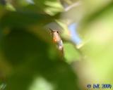 Hummingbird