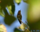 Hummingbird