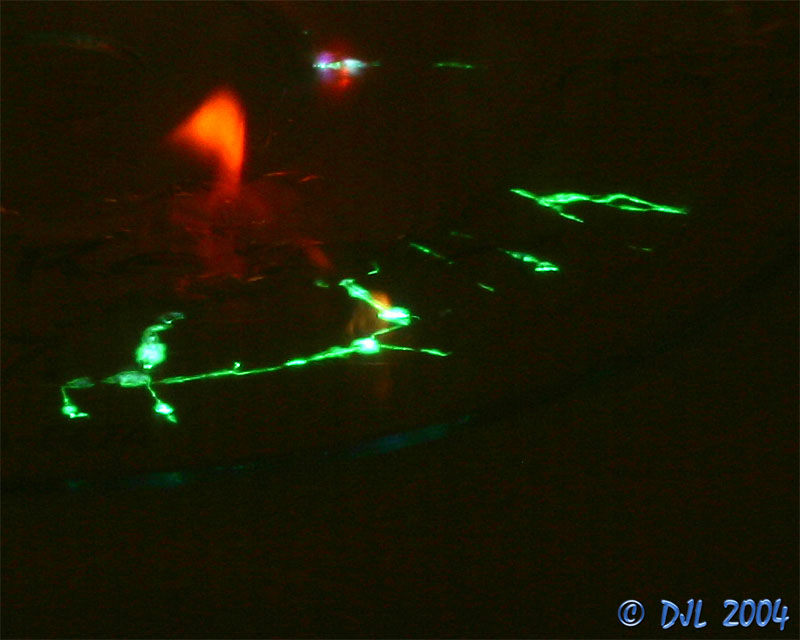 CD-R in a microwave