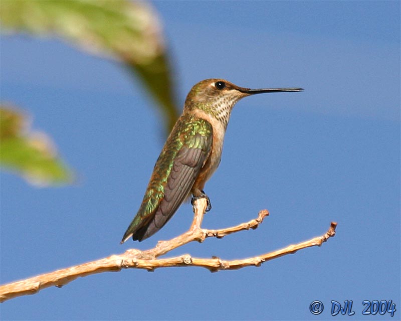 Hummingbird