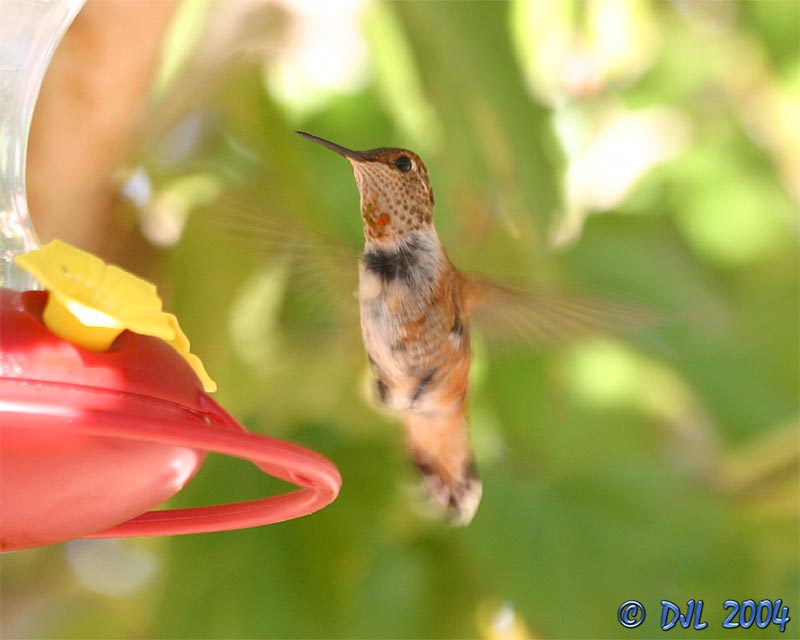 Hummingbird