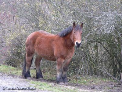 Caballo