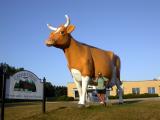 Tom and a large cow on the last morning of the ride. Manitowoc, WI