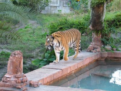 Tiger, Animal Kingdom