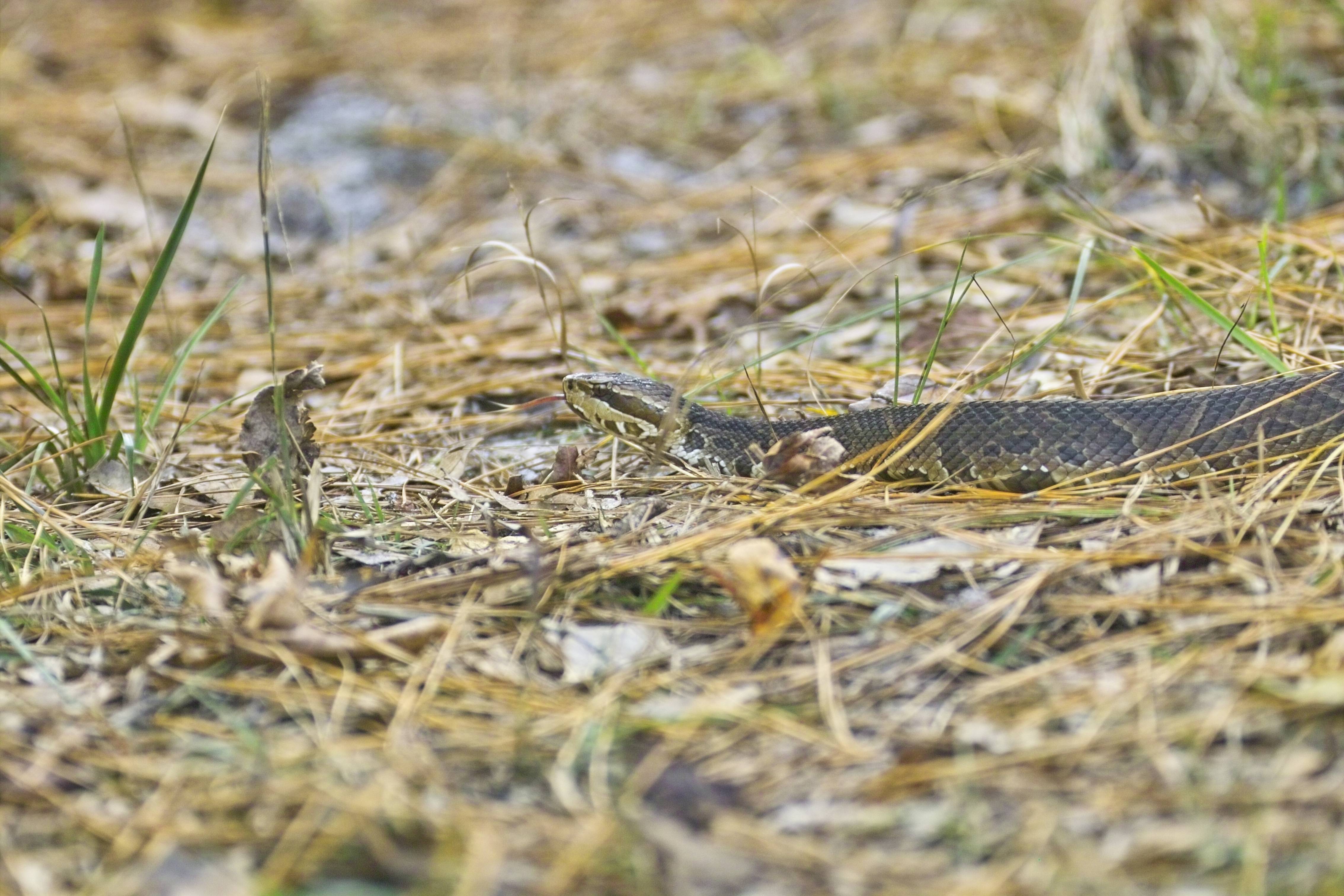 cottonmouth.jpg