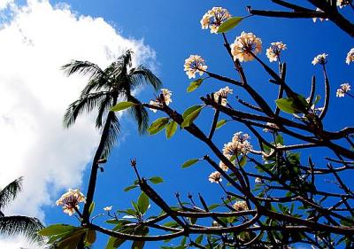 Plumeria and Palm