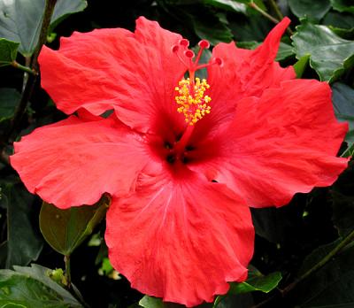 Red Hibiscus