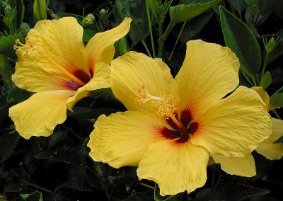 Yellow Hibiscus