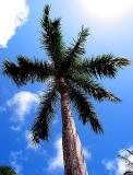 Palm