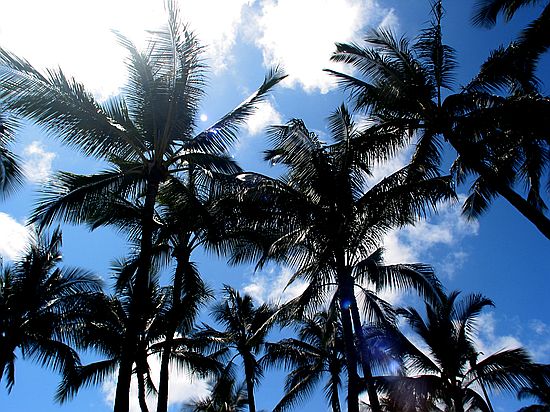 Palms