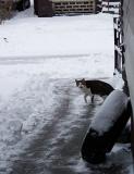 cold cat