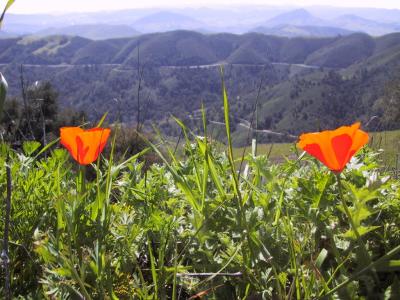 POPPIES.JPG
