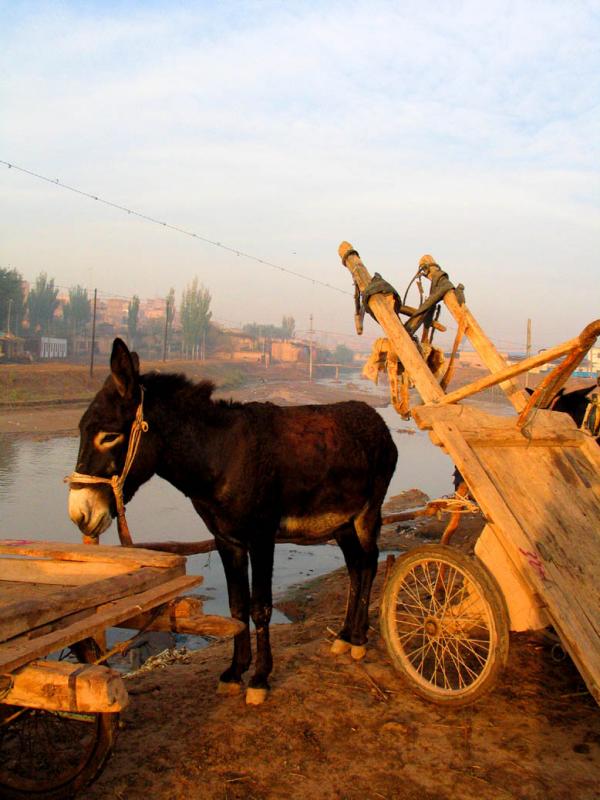 Donkey and kart