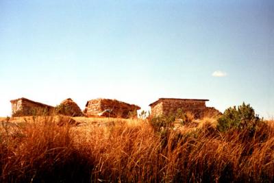 Tall grass