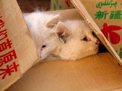 Kittens for sale