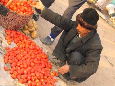 Arranging tomatoes