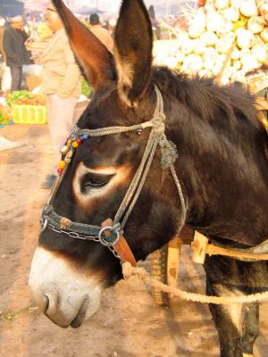 A faithful donkey