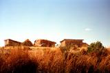 Tall grass