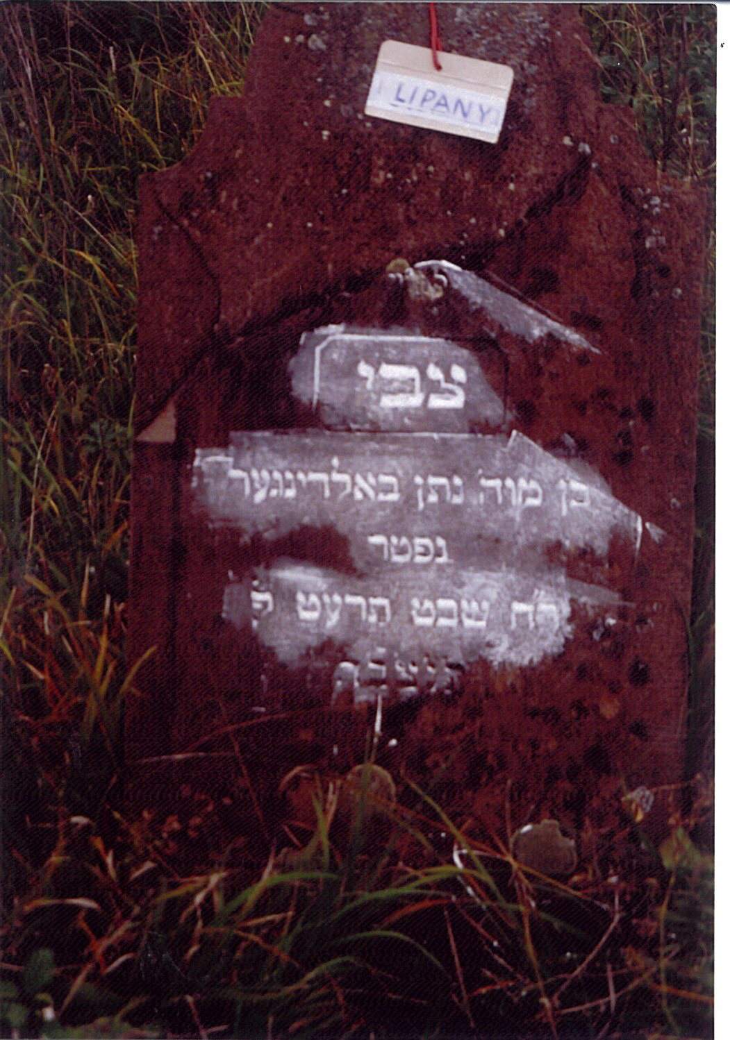Tzvi son of Nathan BALDINGER