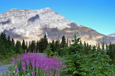 Summer at Bow Summit