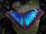 Blue morpho (Morpho peleides)