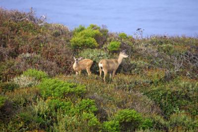 We even spotted some deer near by