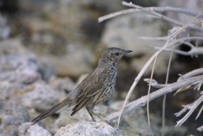 Sage Thrasher! (a new life bird for us)