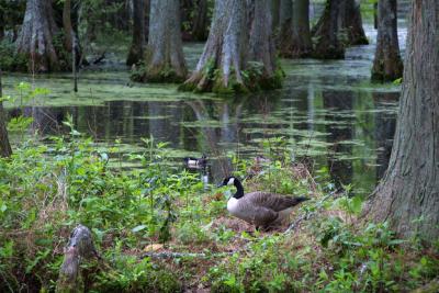 A walk to see birds in a nearby cypress swamp