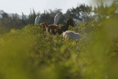 Cattle egrets on goats!