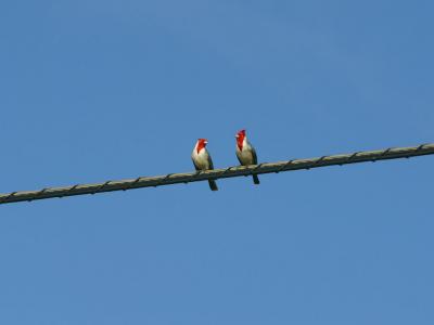 Cardinals!