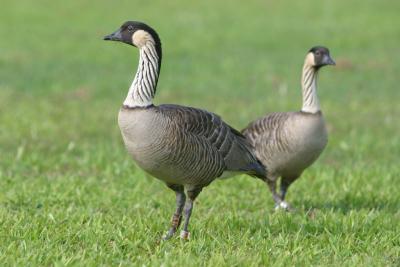 Nene, the endangered Hawaiian goose