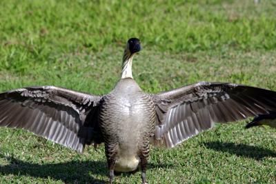 Spreading wings