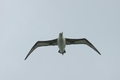 Albatross soars overhead