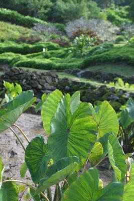 Lush foliage