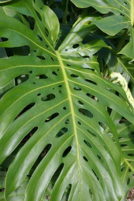 Huge leaves