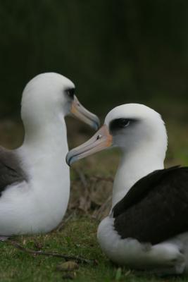The albatrosses that we met!!!! (and sent the photo up to Kalpana in the space shuttle Columbia)