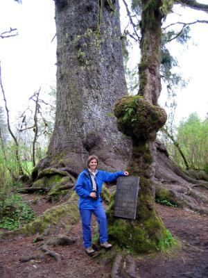 The world's largest spruce -- actually quite large!