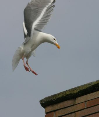 Local gull landing on the roof of our lodge