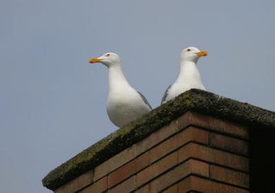 Sitting gulls