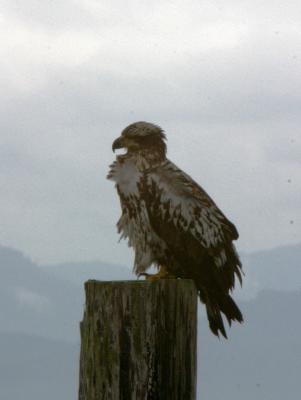 Juvenile Bald Eagle