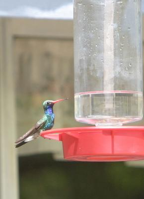 Violet-crowned Hummingbird