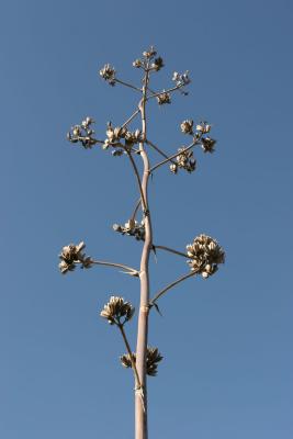 A really cool plant