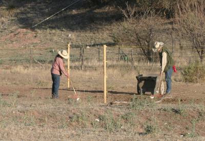 Cleaning up after the boys (their Morgan horses)