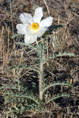 Local bloom