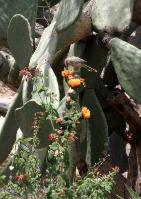 Cactus Wren!