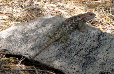 A lizard