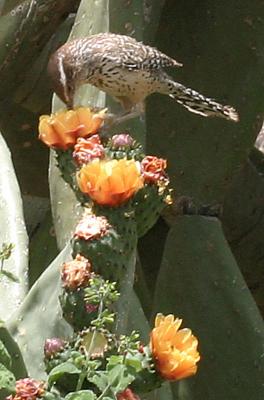 Close up of Cactus Wren