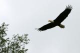 Another Bald Eagle