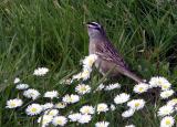 White-crowned Sparrow