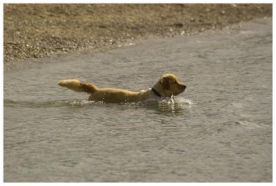 A Dog in the Water :-)